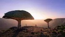 5 Fakta Menarik Pulau Socotra yang Dikenal Sebagai Pulau Alien