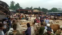 Jelang Iduladha, Penjualan Hewan Kurban di Pasar Jonggol Naik 30%