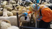 80 Persen Hewan Kurban di Pasar Hewan di Kuningan Layak Dikurbankan