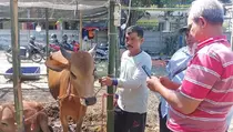 Pembeli Bisa Cek Kesehatan Hewan Kurban Pakai Barcode