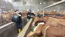 Jelang Iduladha, Penjual Sapi di Kabupaten Bandung Kebanjiran Orderan