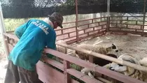 Jelang Iduladha, Napi Lapas Subang Jualan Hewan Kurban