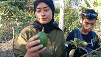 Petani Lampung Selatan Ketiban Berkah Alpukat Sipit Kelawi