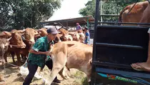 Sapi di Pasar Jonggol Bogor Laris Manis, Taksi Hewan Kurban Ketiban Rezeki