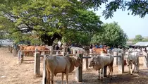 Distan Gresik Imbau Masyarakat Teliti Pilih Hewan Kurban