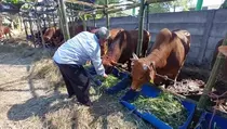 Jaga Imunitas Hewan Kurban, Pedagang Andalkan Pakan Jagung Manis