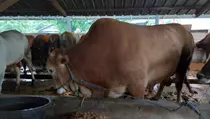Sapi Limousi Seberat 1,1 Ton Dipilih Presiden Jokowi untuk Kurban di Babel