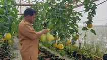 Hobi Berujung Rezeki, Taman Melon Golden Bisa Untung Jutaan Rupiah
