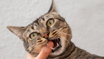 Awas! Kenali Ciri-ciri Kucing Rabies dan Cara Mencegahnya
