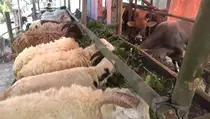 Jelang Iduladha, Harga Sapi dan Domba Kurban di Sukabumi Naik 30%