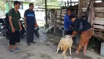 Demi Beli Hewan Kurban, Pedagang Cilok Bawa Uang Koin Seberat 5 Kg