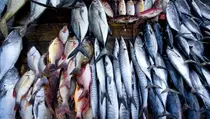 Pemkab Garut Jadikan Sentra Kuliner Ikan Destinasi Wisata Baru