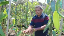 Vanili Organik dari NTB Tembus Pasar Amerika Serikat