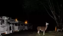 Ini Alasan Taman Safari Bogor Tidak Buka Lebih Awal di Musim Liburan