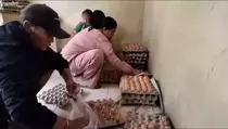 Harga Telur Ayam di Subang Masih Tinggi, Pembeli Kini Berburu Telur Pecah