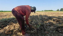 Panas Ekstrem, Petani Kudus Mengeluh Hasil Panen Kurang Maksimal