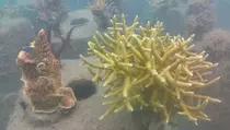 Jaga Kelestarian Laut, Taman Terumbu Karang di Pulau Tidung Diperluas
