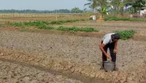 Puluhan Hektare Sawah di Bogor Retak karena Kemarau, Petani Gagal Panen