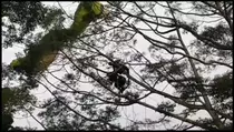 Video: Gagal Manuver, Siswa Paralayang Tersangkut di Pohon