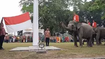 Unik! Tiga Ekor Gajah di Riau Jadi Pasukan Pengibar Bendera