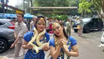 Peringati HUT ke-78 RI, Taman Safari Bogor Gelar Parade Budaya dan Satwa