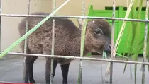 Laksmi, Anoa Langka Temuan Warga Tiba di Penangkaran Manado