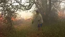 Kebakaran Hutan Dekati Permukiman, Warga Kabupaten Ogan Ilir Berjibaku Padamkan Api