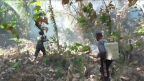 20 Hektare Lahan di Majene Terbakar, Petugas Kesulitan Padamkan Api