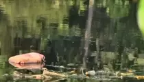Video: Kali Bekasi Tercemar, Air Menghitam