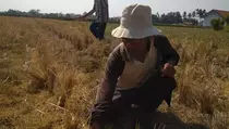 Ratusan Hektare Sawah Mengering di Pekalongan, Harga Beras Meroket