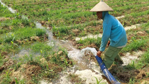 Petani Kudus Harus Tambah Modal supaya Bisa Tetap Panen