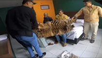 Kakak Beradik Asal Padangsidimpuan Terlibat Jual Beli Kulit Harimau dan Sisik Tenggiling Ditangkap