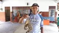 Berkah Musim Penghujan, Nelayan di Pantai Selatan Panen Lobster dan Bawal Putih