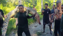 Warga Batubara Sumut Tangkap Buaya yang Terkam Pencari Kepiting