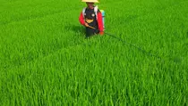 Keberagaman Pangan Dorong Indonesia Jadi Lumbung Pangan Dunia