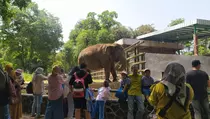 Video: Taman Marga Satwa Ragunan Jadi Wisata Edukasi Anak untuk Mengenal Hewan