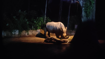 Sensasi Lihat Perilaku Binatang pada Malam Hari di Taman Safari