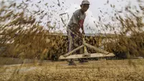 Harga Gabah di Konawe Anjlok di Bawah HPP, Petani Keluhkan Pembayaran