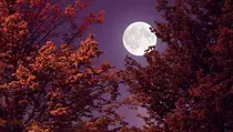 Puncak Bulan Purnama Terjadi Malam Ini, Bisa Disaksikan di Kepri Saat Terbit Pukul 17.39 WIB
