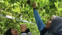 Wisata Kampung Anggur, Menikmati Manisnya Buah di Wilayah Pedesaan