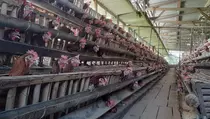 400 Ayam Bumdes Hasilkan Ratusan Telur, Desa Ini Jadi Contoh