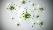 Virus West Nile Sudah Infeksi Ratusan Orang di Israel, 11 Meninggal
