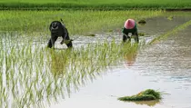 Peran Daerah Perkuat Ketahanan Pangan Nasional