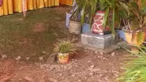 TPS Horor di Gorontalo, Warga Mencoblos di Tengah Kuburan