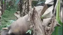 Gajah Sumatera Ditemukan Mati di Kebun Warga di Pidie Aceh