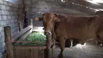 Banyak Sapi Mati Mendadak, Peternak di Lumajang Resah