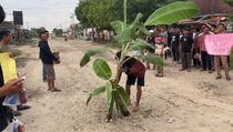 Protes Jalan Rusak Tak Kunjung Diperbaiki, Warga Lampung Tanam Pohon Pisang di Jalan
