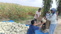 Petani Melon di Langkat Girang Hasil Panen Melimpah Saat Ramadan