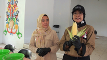 Jadi Tanaman Unggulan, Jagung Kelurahan Kalampangan Palangka Raya Diolah Menjadi Produk Susu Bubuk