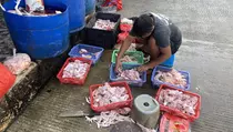 Pemilik Rumah Potong Ayam di Jakarta Timur Dukung Sertifikasi Halal dari Kemendag